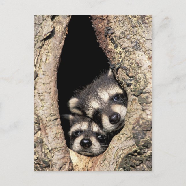 Carte Postale Ratons laveurs dans la cavité de l'arbre Procyon (Devant)