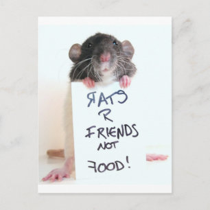 Carte Postale Rats R Amis Pas Nourriture 2