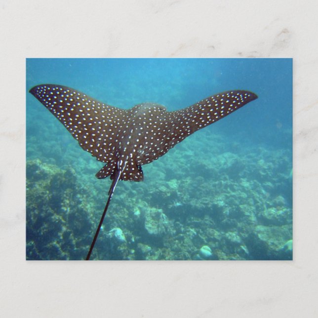 Carte Postale Rayon d'aigle tacheté (Devant)