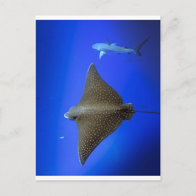 Carte Postale Rayon d'aigle tacheté et requin de récif sous-mari (Devant)