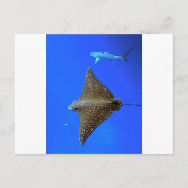 Carte Postale Rayon d'aigle tacheté et requin de récif sous-mari (Devant)