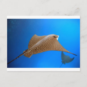 Carte Postale Rayon d'aigle tacheté sous l'eau Galapagos paradis