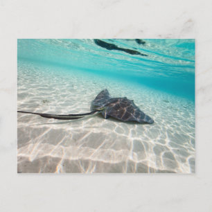 Carte Postale Rayon de fixation