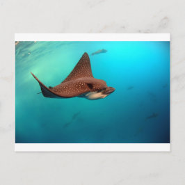 Carte Postale Rayons d'aigle tacheté Îles Galapagos