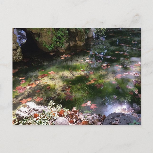 Carte Postale rayons et feuilles sur l'eau (Devant)