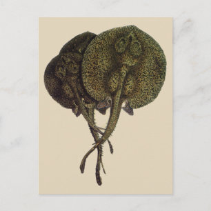 Carte Postale Rayons vintages, Animaux de la vie marine