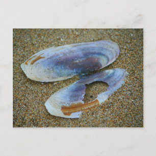 Carte Postale Razor Clam Shell, Oregon
