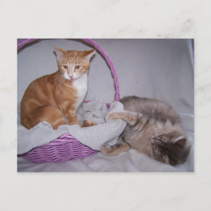 carte postale razzberries