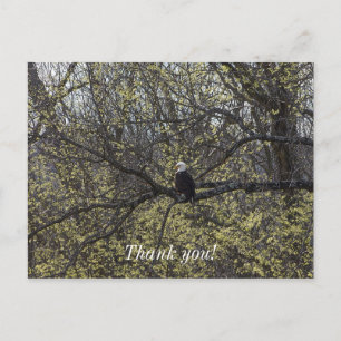 Carte Postale Recherche d'aigle