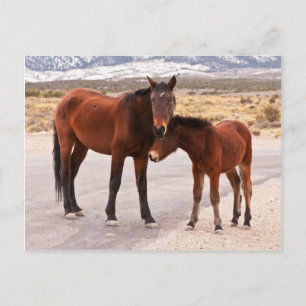 Carte Postale Recherche de confort