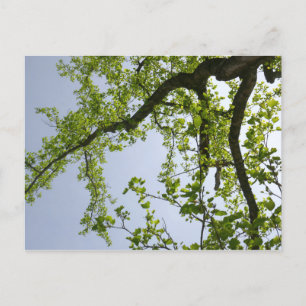 Carte Postale Recherche de l'arbre du peuplier de printemps