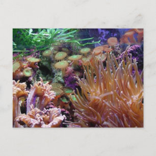 Carte Postale récif corail