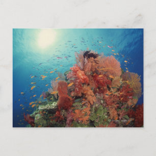 Carte Postale Récif pittoresque de coraux durs, coraux mous 2