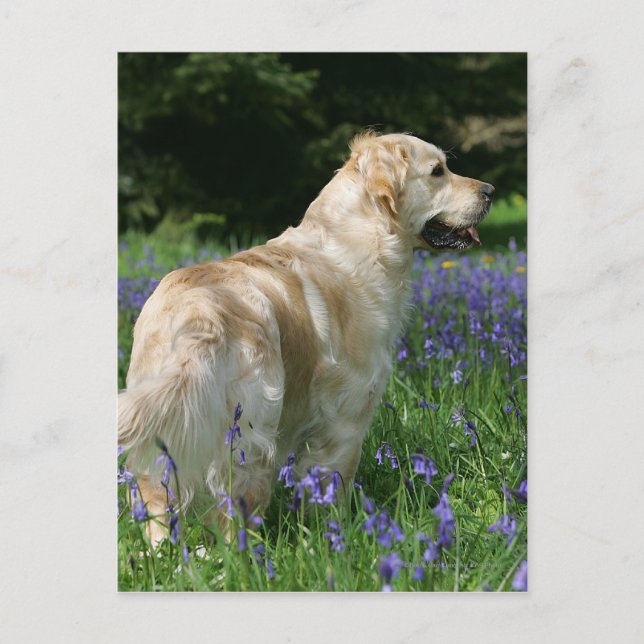 Carte Postale Récipiendaire en or en fleurs (Devant)