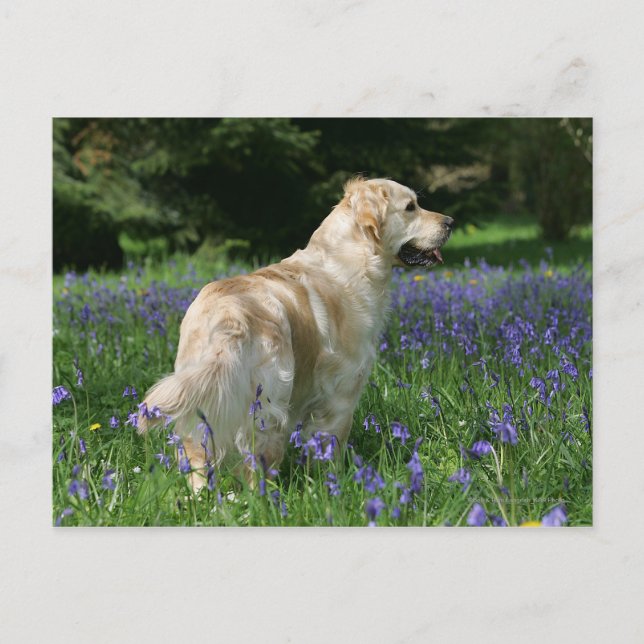 Carte Postale Récipiendaire en or en fleurs (Devant)