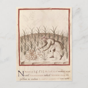 Carte Postale Récolte d'ail