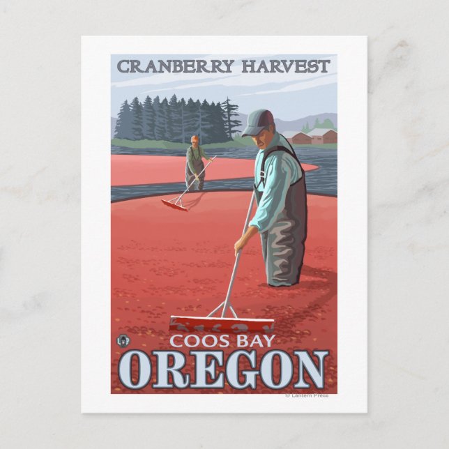 Carte Postale Récolte de canneberges - Coos Bay, Oregon (Devant)