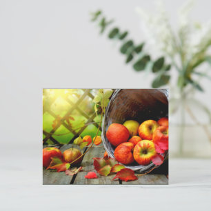 Carte Postale Récolte de pommes