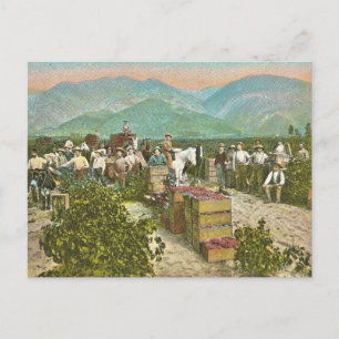 Carte Postale Récolte de raisin vintage