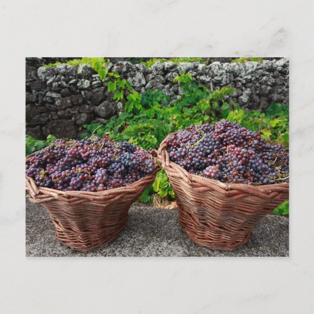 Carte Postale Récolte de raisins (Devant)