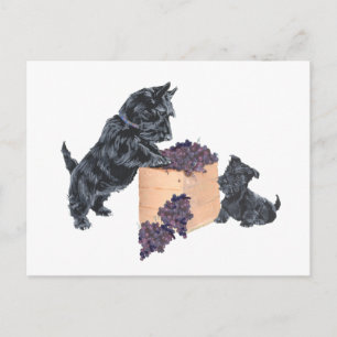 Carte Postale Récolte de raisins des terriers écossais
