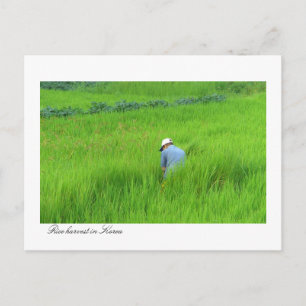 Carte Postale Récolte de riz à Waegwan, Southkorea