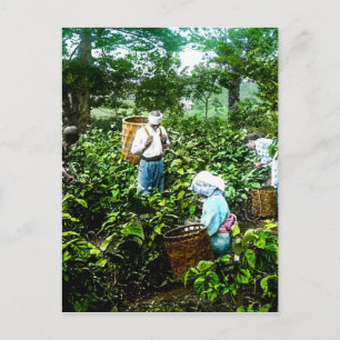 Carte Postale Récolte de thé vert Feuilles Vieux Japon Agriculte
