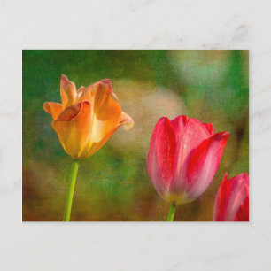 Carte Postale Red and yellow tulips on textured background