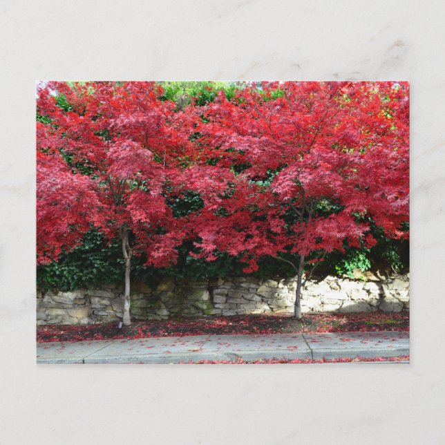 Carte postale Red Autumn Trees (Devant)