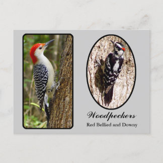Carte postale Red Bellied and Downy Woodpecker