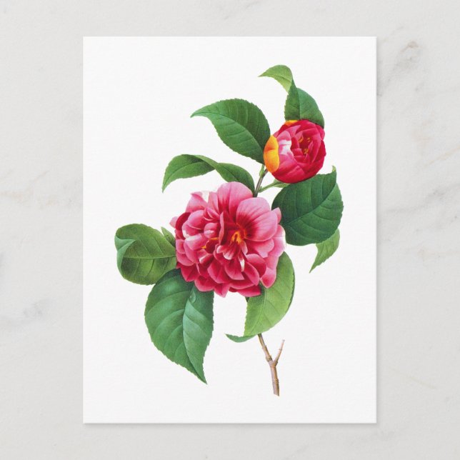 Carte Postale Red Camellia par Pierre Joseph Redoute (Devant)