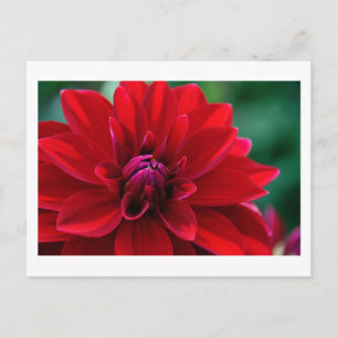Carte Postale Red Dahlia