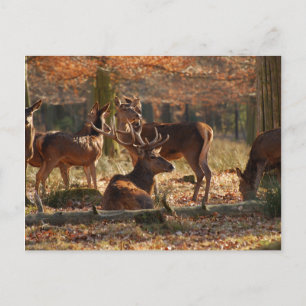 Carte Postale Red Deers Dans Le Bois D'Autum