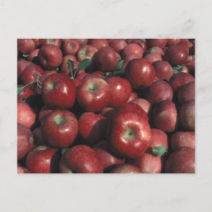 Carte Postale Red Delicious Apple Crop