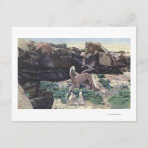 Carte Postale Red Desert, WY - Stallion Palomino sauvage capturé