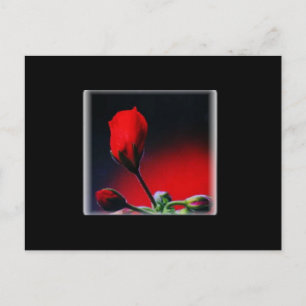 Carte postale Red Flower Bud Valentine