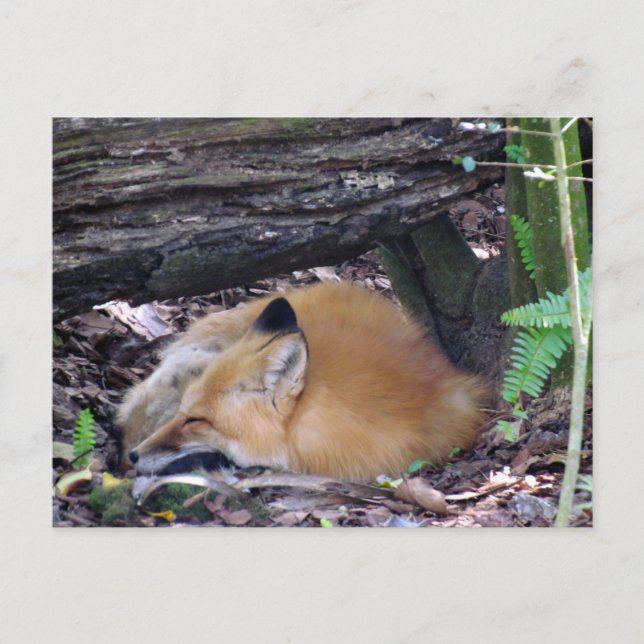 Carte postale Red Fox (Devant)