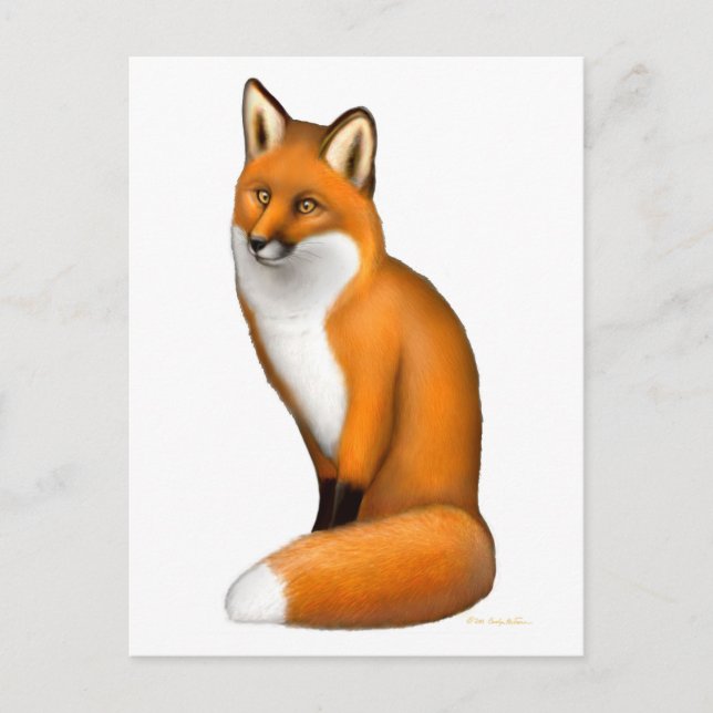 Carte postale Red Fox (Devant)
