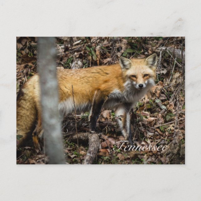 Carte postale Red Fox (Devant)