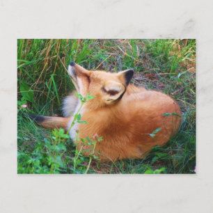 Carte postale Red Fox