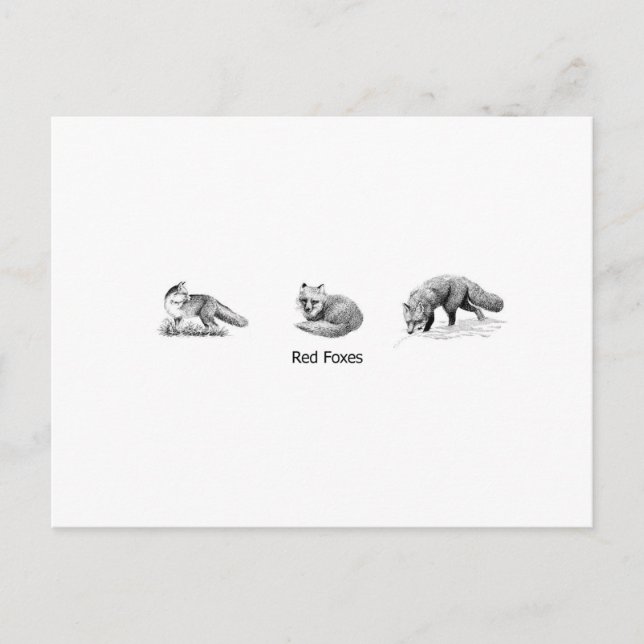 Carte Postale Red Fox Line Art (titre) (Devant)