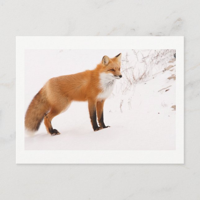 Carte Postale Red Fox Nature Wildlife Photo (Devant)