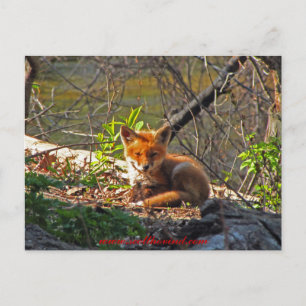 Carte Postale Red Fox Pup