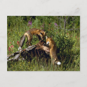Carte Postale Red Foxes-kits jouer