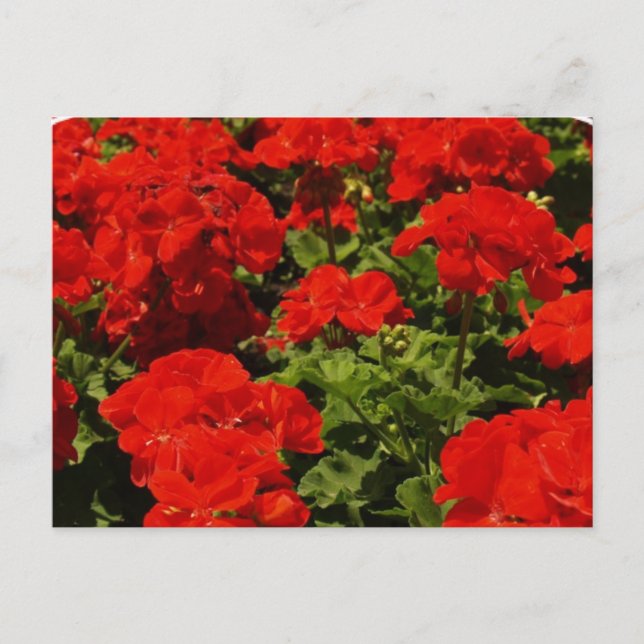 Carte postale Red Geraniums (Devant)