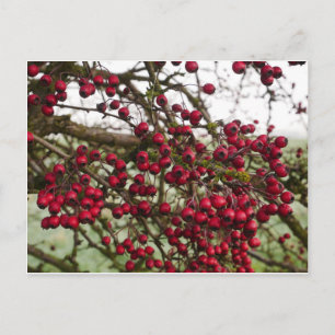 Carte postale Red Hawthorn Berries