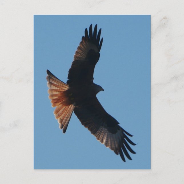 Carte postale Red Kite (Devant)