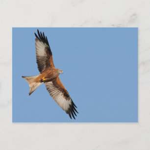 Carte postale Red Kite