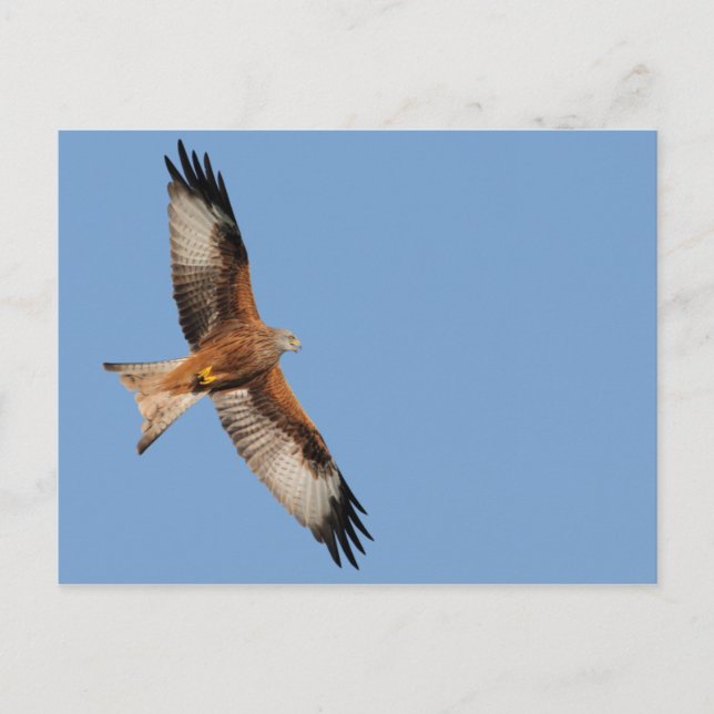 Carte postale Red Kite (Devant)
