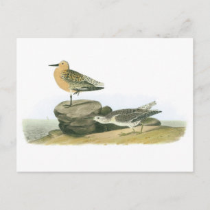 Carte Postale Red Knot par Audubon